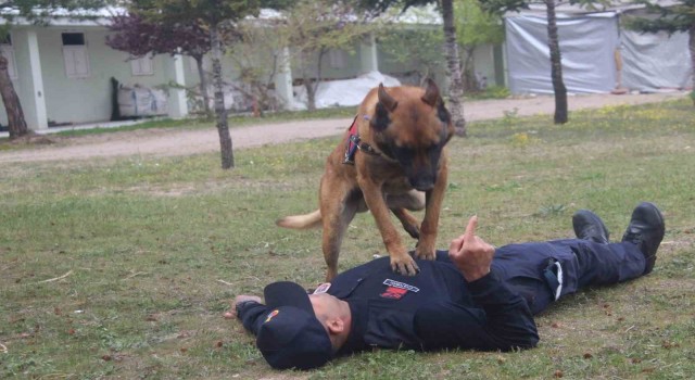 İtaat köpeği Rüzgar kalp masajı yaptı, Batur isimli at ip atladı