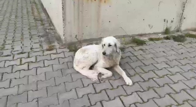 İzmirde köpeğe işkence anbean kamerada