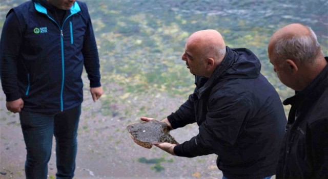 İzmit Körfezinde ağlara çipli kalkan balığı takıldı