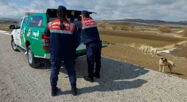 Jandarma sokak hayvanlarına mama ve yem verdi