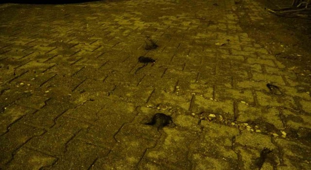 Kadınların saç baş yolduran kavgasında bıçaklanan polis memuru yaralandı
