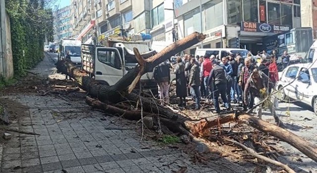Kağıthane'de kavak ağacı kamyonetin üstüne devrildi: Kadın ve çocuğu yara almadan kurtuldu