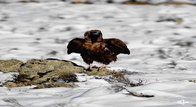 Kara Akbabanın fotoğrafları büyük ilgi gördü