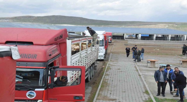 Karsta Hayvan Pazarında ilk gün bereketi