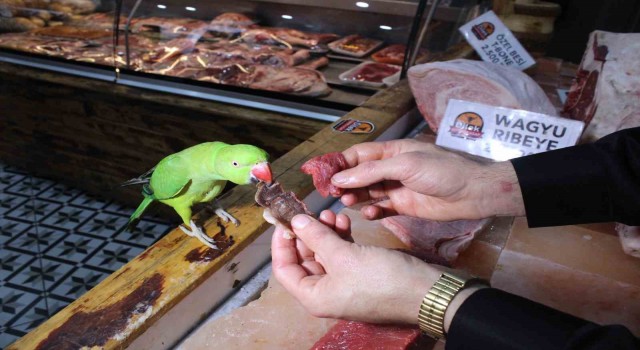Kasabın papağanı, sadece lüks et yiyor