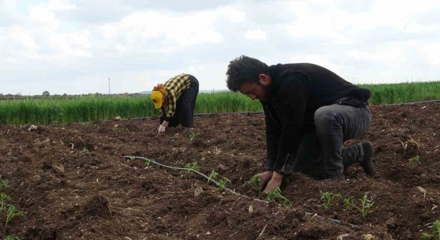 Kilisin en küçük ilçesi Polatelinde domates fidesi toprakla buluştu