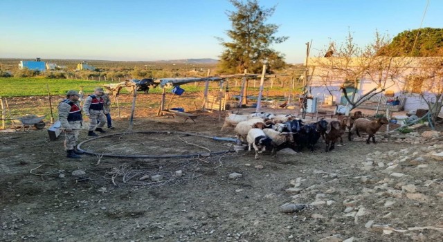 Kiliste kaybolan 18 küçükbaş hayvanı jandarma buldu