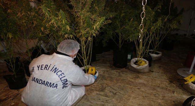 Kiraladıkları villayı milyonluk yatırımla skunk serasına çeviren şebekeye operasyon
