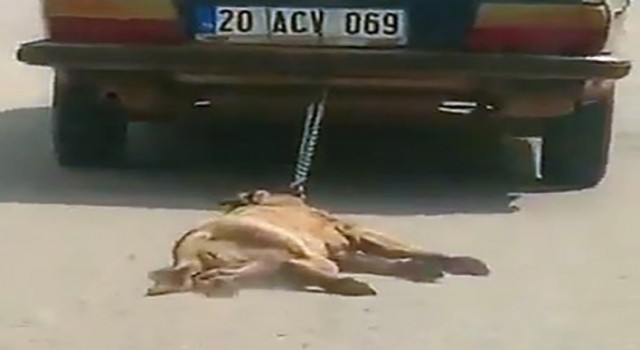Köpeği araca bağlayıp sürükleyerek öldüren şahsın savunmasına tepki