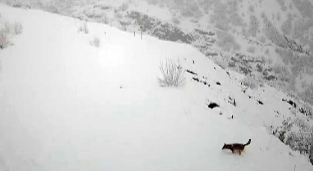 Köye inen kurt böyle görüntülendi