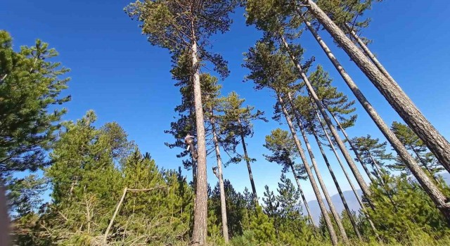 Kütahya OBMnin ormanların gençleştirilmesi çalışmaları