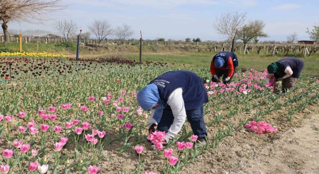 Lale üretimi kadınlara gelir kapısı olacak