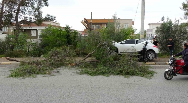 Manavgatta kontrolden çıkan otomobil ağaca çarptı: 1 yaralı
