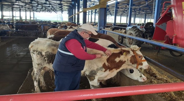 Manisada hayvan hareketleri kısıtlaması 28 Nisanda sona eriyor