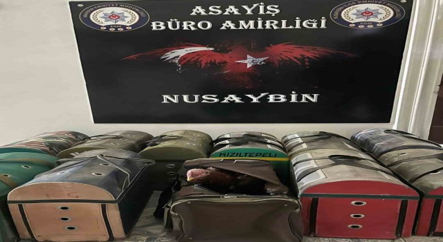 Mardinde horoz dövüştürenlere operasyon: 5 gözaltı