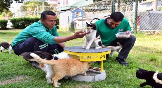 Mersinde 2022 yılı içerisinde 6 bin 500 kedi ve köpek kısırlaştırıldı
