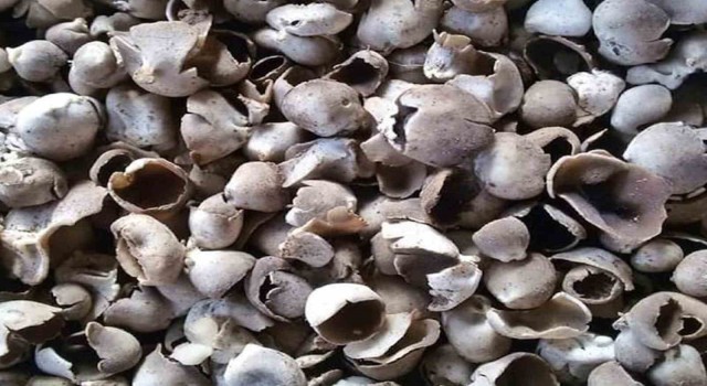 Mersinde çukur çanak mantarı geçim kaynağı oldu