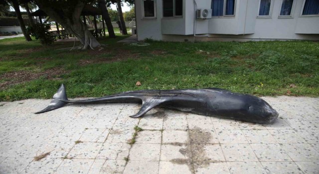 Mersinde dev yunus balığı ölü olarak karaya vurdu