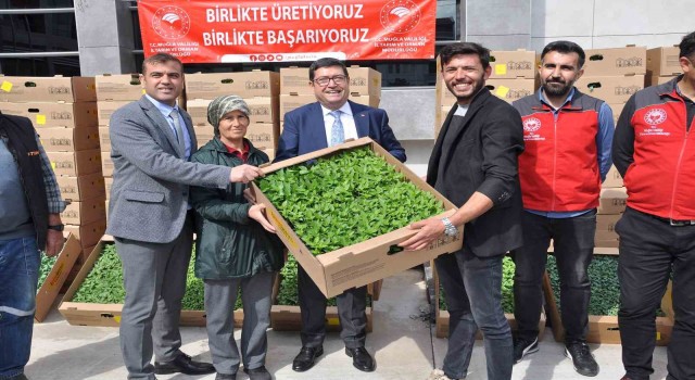 Muğlada 450 üreticiye 800 bin yerli fide dağıtıldı