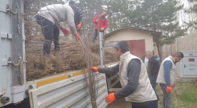 Muradiyede 17 bin 810 adet meyve fidanı dağıtıldı