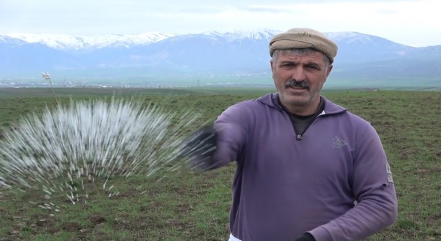 Muş Ovasındaki buğday tarlaları gübreleniyor