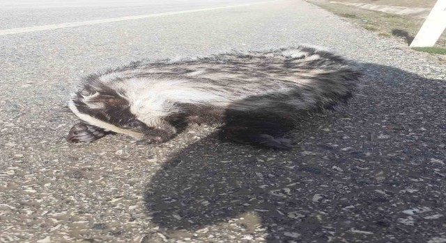 Nesli tükenme tehlikesi altındaki porsuk yol kenarında ölü bulundu