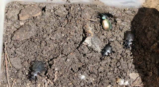 Ormanların kabusu çam kese böceğine karşı ‘Predatör hamlesi