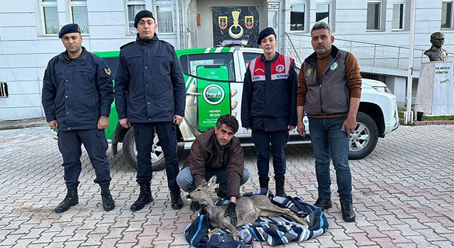 Osmaniye'de Yaralı Karaca tedavi altına alındı