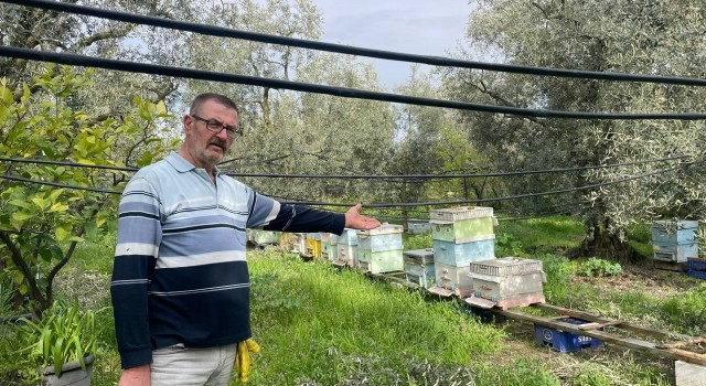 Bursa'da Parmak Yalatan Hırsızlık, Bal Kovanlarını Çaldı