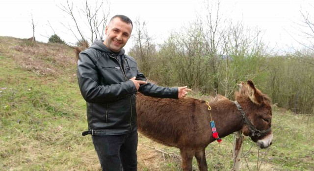 Pendikte, internetten 7 bin 500 TLye satışa çıkarılan eşek ilgi odağı oldu