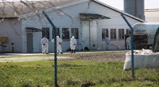 Polonyada kuş gribi alarmı: 37 bin ördek itlaf edilecek