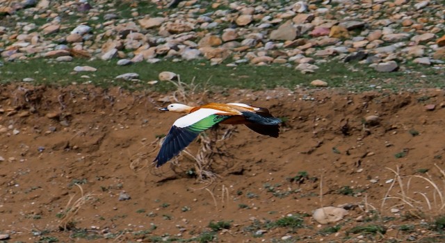 Sadakatin simgesi angut kuşu Başkalede görüldü