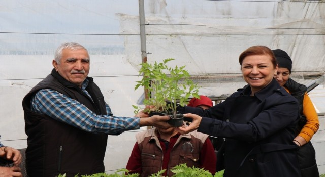 Safranboluda halka maniye fideleri dağıtılıyor