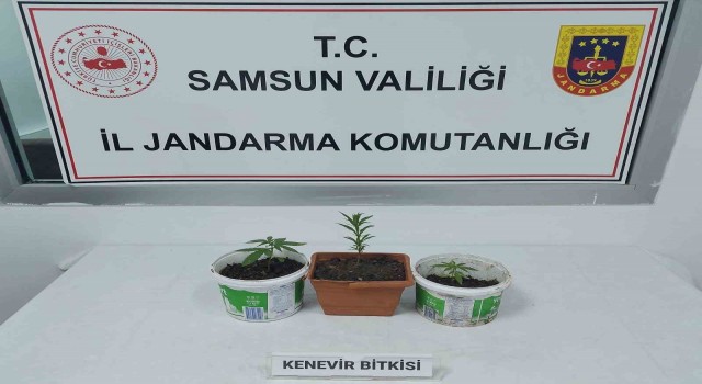 Samsunda kenevir baskını: 1 gözaltı