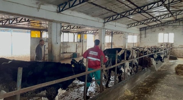 Sandıklıda büyükbaş hayvanlara aşılama çalışması sürüyor