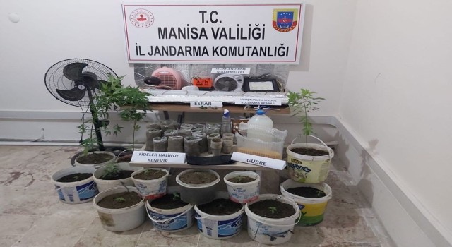 Saruhanlıda saksıda uyuşturucu yetiştiren kişi yakalandı