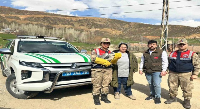 Şemdinlide gri balıkçıl türü kuş bulundu