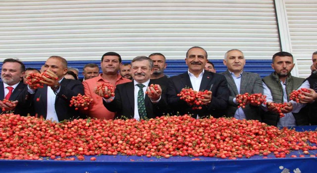Sezonun ilk kirazı 800 TLden satıldı