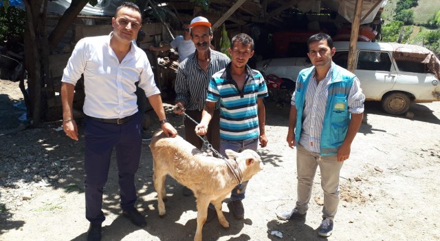 Simav İlçe Tarım ve Orman Müdürlüğünden buzağı desteklemesi başvuru uyarısı