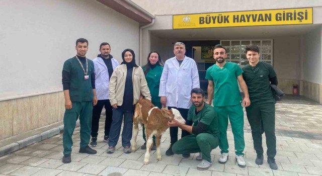 Sindirim sistemi problemi yaşayan 2 günlük buzağı sağlığına kavuşturuldu