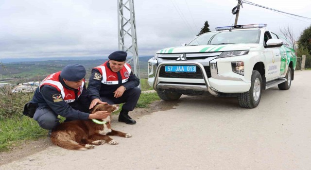 Sinop'ta sokak köpeklerine reflektörlü tasma