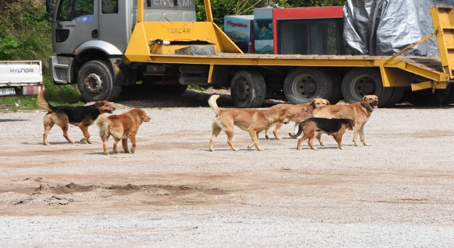 Sinopta vatandaşlara saldıran sokak köpekleri toplandı