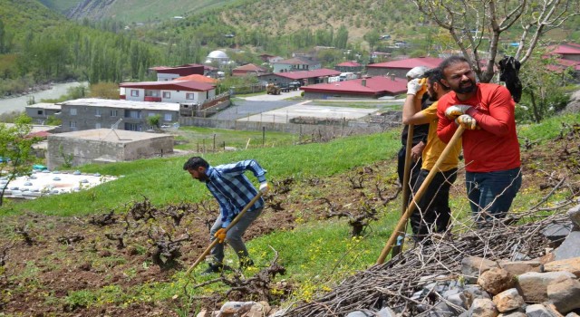 Şırnakta köylülerin imece usulü bağ bozma mesaisi başladı