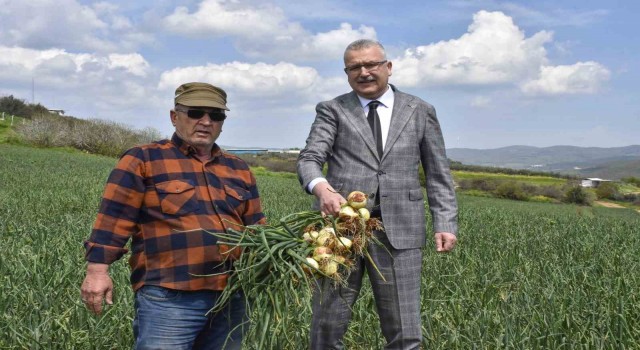 Soğan fiyatları bayramdan sonra düşecek