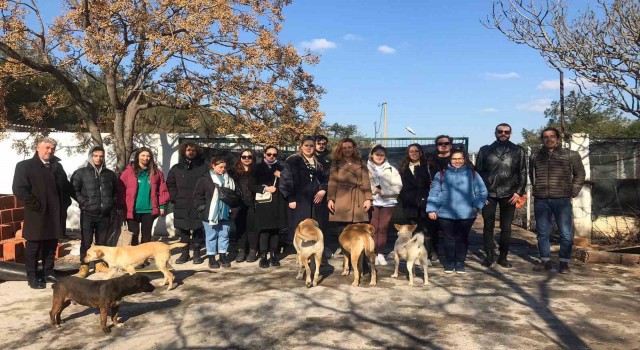 Sokak hayvanları için mobilya tasarladılar