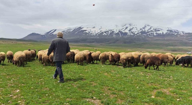 Sürülerin Süphan Dağına yolculuğu başladı