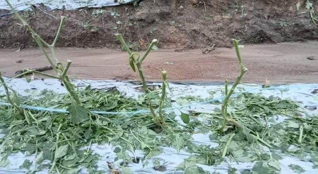 Taylandda şiddetli fırtına ve dolu: 1 ölü