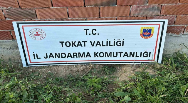 Tokatta 188 kök kenevir ele geçirildi