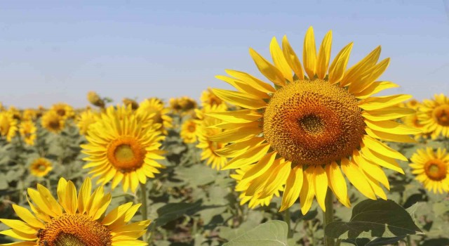 Trakyada yerli ayçiçeği tohumu yaygınlaştırma çalışmaları yapılacak