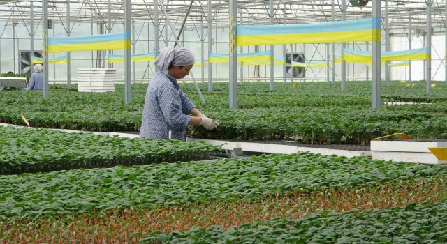 Türkiyenin yazlık ve kışlık sebze fideleri Bafra Ovasından